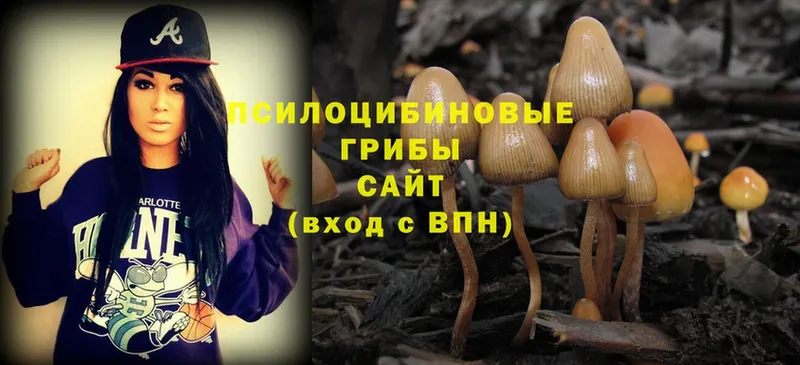 как найти   Облучье  Галлюциногенные грибы Magic Shrooms 